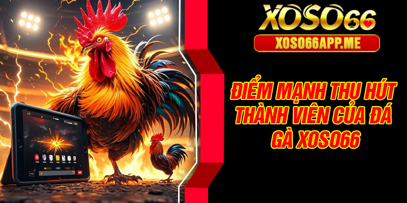 Điểm mạnh thu hút thành viên của đá gà Xoso66