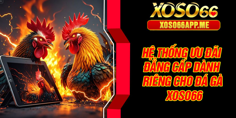 Hệ thống ưu đãi đẳng cấp dành riêng cho đá gà Xoso66