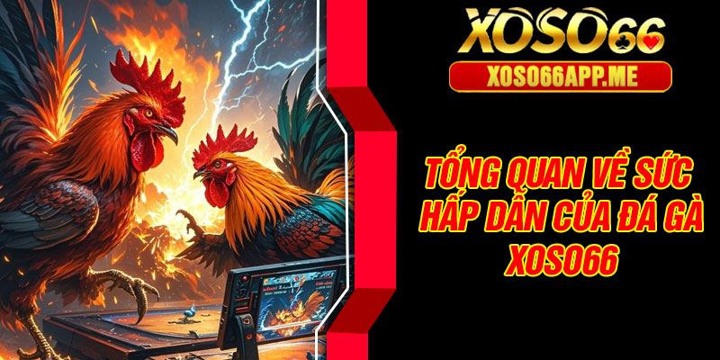 Tổng quan về sức hấp dẫn của đá gà Xoso66
